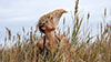 SAUVAGE | Projet immersion Sensible Photo : G.Edouard - 2026